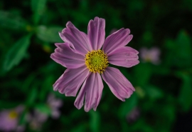 10.我已经在外面徘徊了很长时间，而且我觉得过去很多人都不熟悉。一些老人丑陋而令人作呕，他们讲严厉。