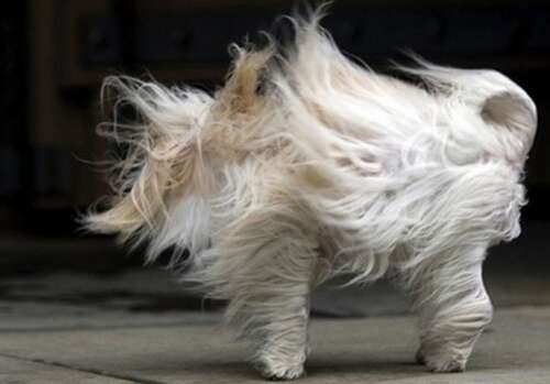 11.嘿,风很大。我耳边wh动,有点像电影冻结时的音乐。我颤抖着,看到一排排的柳树随着呼啸的风向左倾斜。过了一会儿,他跌到右边了,好像他正忙着给别人送大礼物一样。盛开的玫瑰花突然消失了,它们不停地颤抖。他们看上去非常“无助”,这使人们感到爱和同情。最壮观的是,大片的绿色草坪在大风的吹拂下整齐地来回摆动,就像在进行大型的“团体体操”一样。