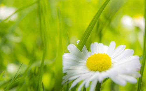 11.家庭感情就像胡椒一样，是一种很丰富的经验，也使人们产生了终身的想法。因此，珍惜每时每刻都能享受到的家庭关爱，以免失去时会陷入无尽的烦恼。