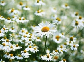 10.葡萄树，老树，微弱的乌鸦，小桥，自来水和民居枯萎，正是由于“民居”，使它们上的一系列风景带给了人们生命的气息。家是心灵的所在，无论心灵在哪里，它都是家。您拥有家的一切。家是生命之源，万物都有共同的基础，那就是家。