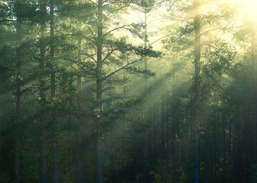 12.我们离不开家庭的感情，就像无法逃脱长绳的放风筝一样。我们依靠家庭的感情，例如瓜藤缠绕竹节或篱笆。我们有家人的情谊，就像被纯净的小麦覆盖着的雪毯一样温暖，像春天，幸福像蜂蜜。