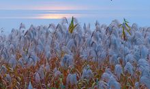 描写秋露的句子