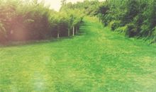 赞美手足情亲情的句子