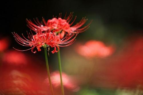 11.友谊不是烟花的短暂景象，而是真实的景象。友谊不是长期的相识，而是亲密的相识。