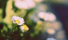 名人写关于开心的句子