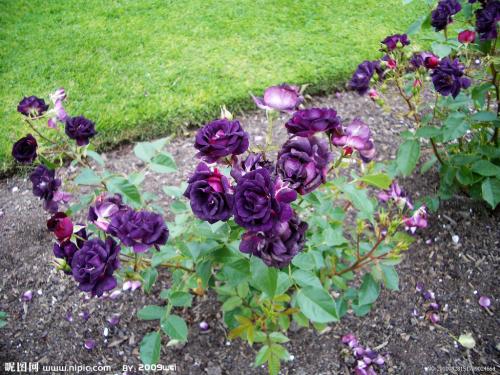 10.梦想越来越远，墓葬越近，你走的越多，道路越清晰，你走的越多，方向就越混乱。