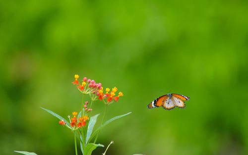 10.妈妈的耳语总是甜蜜的。
