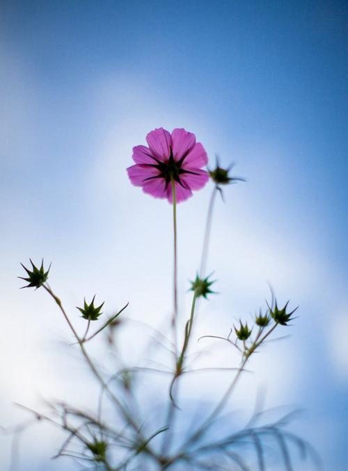 11.什么是家庭感情？家庭感情是生活中的一顿坎and。有时候感觉很无聊，但是当您想失去它时，它会非常痛苦。