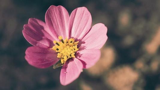 12.什么是家庭感情？家庭感情是父母在出乎意料时的恐惧；