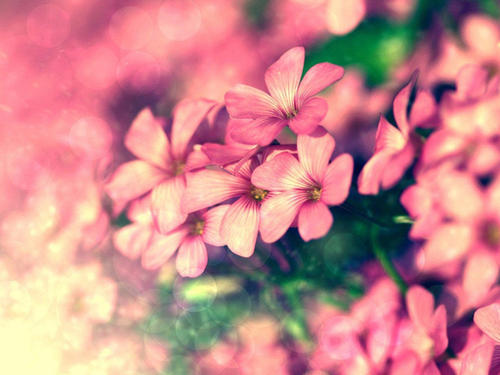 10,谁说一寸草,报三春晖。 -孟郊,《游子吟/映母漂流首作》