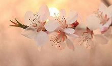 有关亲情的温暖优美句子