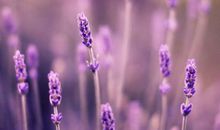 爱变成亲情的句子