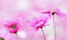 写亲情承上启下句子