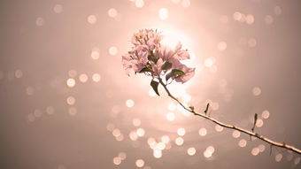 12.我的房子对我来说就像一座城堡，法律不能驱使我离开它。