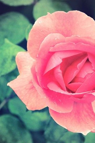 10.精心照顾，精心培育我的成长之路...母爱