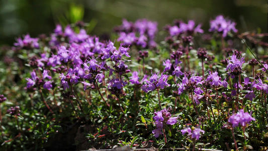 10.六月份的家庭情感是清风，将舒适和凉爽带入您的灵魂。