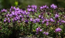 赞美亲情与美景的句子