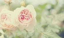 关于有孝道亲情的句子