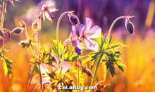 体现亲情特感人的句子