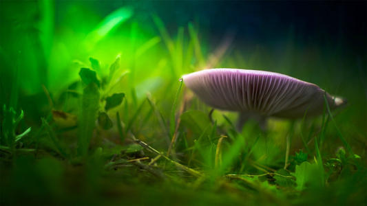 10.家庭的爱是风，当您感到困惑时，是推动您前进的动力。家庭之爱是您内心深处不可熄灭的火焰，照耀着您，踏上了永无止境的进取之路；