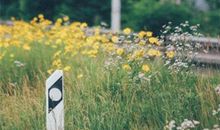 亲血脉亲情的句子