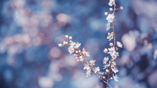 10.我希望在未来的日子里，健康永远与您同在，幸福将永远与您同在，运气将永远与您同在，美丽将永远与您同在！