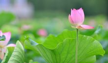 关于荷花的优美句子