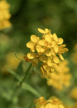 12.父亲的爱是天堂,离您很远,母亲的爱是大地,承载着您,您的母亲正在为每一步付出代价