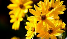 关于亲情常常创造奇迹优美句子