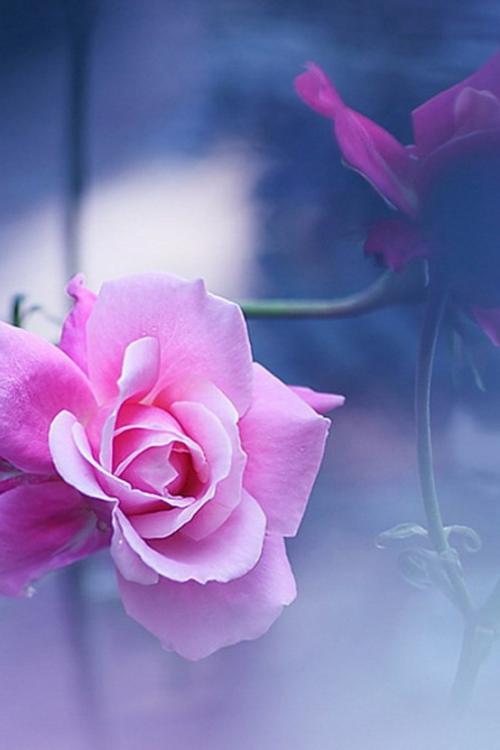 11.孩子拉着衣服问：回来还晚吗？谁会为之奋斗多年并赢得side角？-杜牧的“归乡”