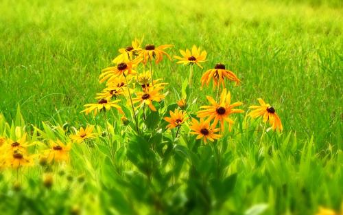 10.家庭感情是一棵无边无际的树木的新叶子，使人们充满希望