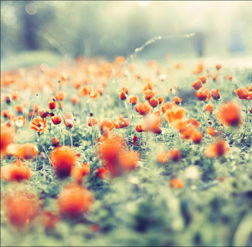 11.家庭感情是一把向后倾斜的吉他。爱越深，爱就越能打动你的心弦。