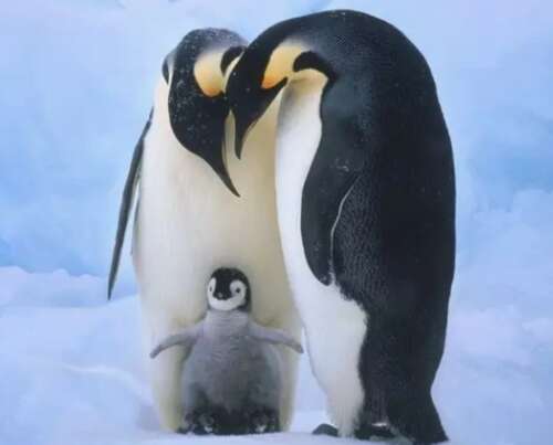 关于家庭之恋的语录1