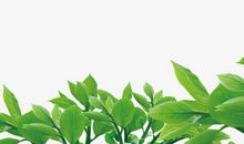 描写树叶的句子