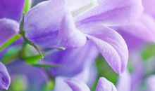 血脉亲情传下去扩写句子