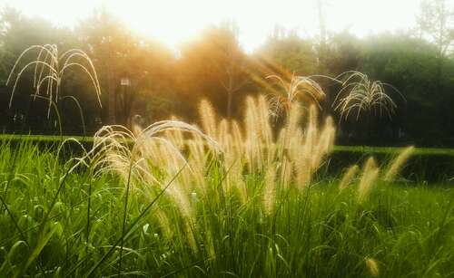 描写晨曦的句子