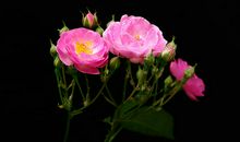 关于怀念亲情的句子说说心情短语