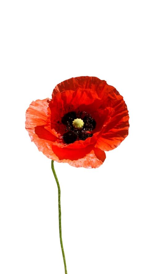 12.最大的遗憾不是想念最优秀的人，而是当您遇到更好的人时，您已经耗尽了自己最好的自我。感觉是消耗品。我只希望您将自己最好的自己留给合适的人。晚安！