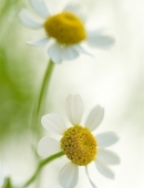 12.对功利主义漠不关心，轻率前进；无论努力，毅力；如果您没有实现目标，您将永远不会放弃。