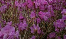 祝妹妹生日快乐短信