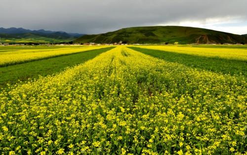 9.在当今社会中，为什么有人陷入欲望的沟渠？他还活着，没有品味生活的味道。他过多地消耗了权力和金钱，并且不知道如何用普通茶来品味生活。