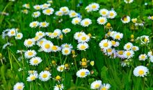 每天开心的古文句子 表示很开心的古诗