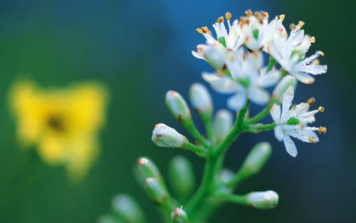 12.目前我不知道该如何形容我的快乐心情。就像一只鸟重新获得自由，被释放的囚犯和一只逃离猎人的动物。