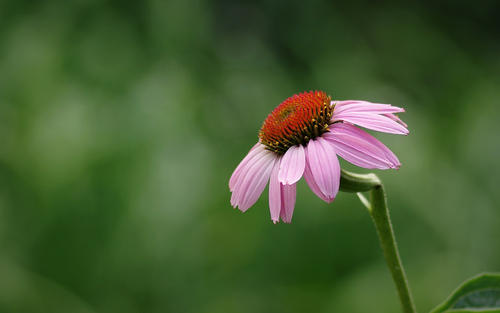 11.他说不清楚，只知道他是快乐的鸟！