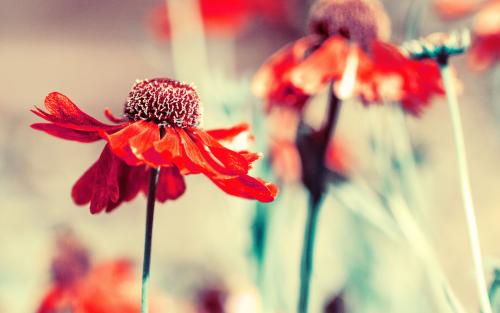 10.小莉pur起嘴巴，低下腰，tip起脚尖，然后逐步地逐步走近。靠近，靠近，看见她悄悄地将右手伸向蝴蝶，两个开放的手指紧紧地夹住了粉红色蝴蝶的翅膀。小莉高兴得跳起来。