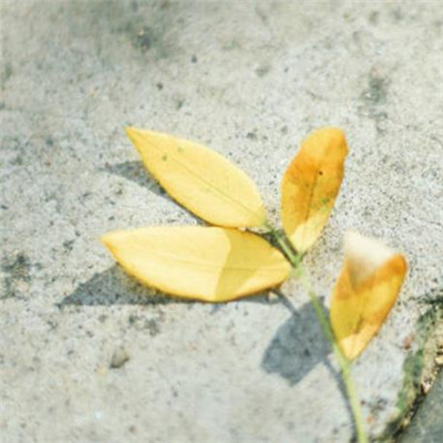 12.我在回家的路上哭了，又哭了。我不能做任何这样的步行，而且我也不敢再自大了。我能说什么，我该怎么办？希望您能听到，因为我爱您，我让您走了。