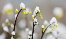 春天的说说大全