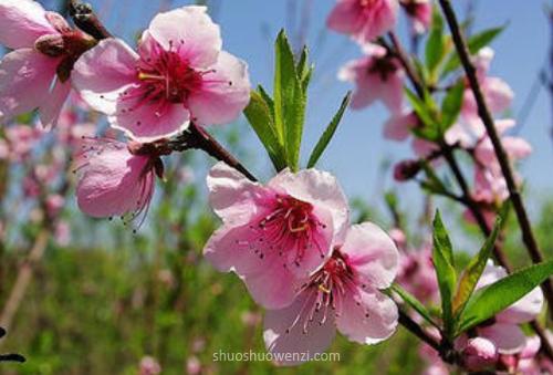 谈论春天的心情