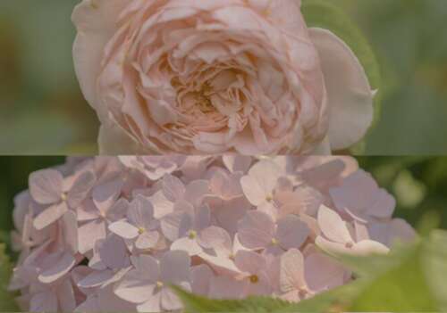 42.你对我来说太宝贵了。您在我身边的每一分钟都是如此宝贵，以至于我到最后一刻都去过那里，所以我想不停地拥抱你。