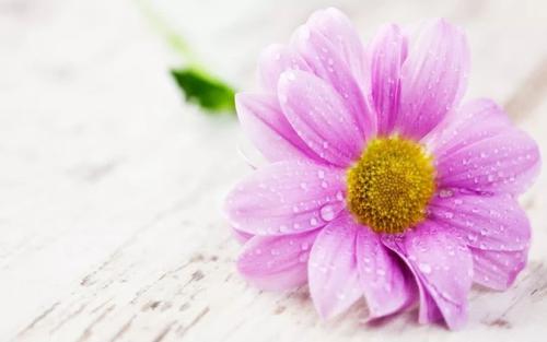 即使您难过,也不要皱眉,因为您不知道谁会爱上您的微笑。